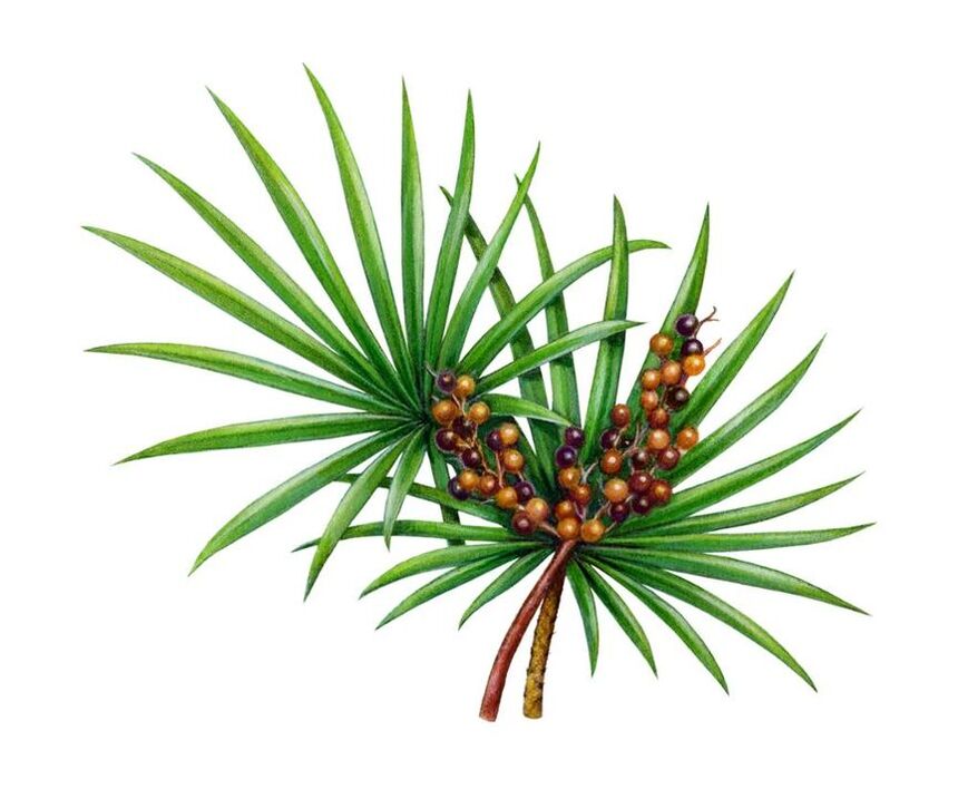 Palmetto fruit extract found in Prostamin Forte