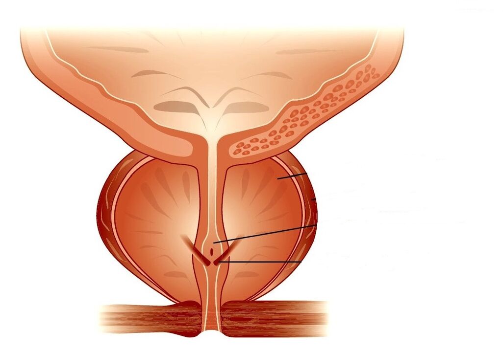 structure of the prostate gland and chronic prostatitis